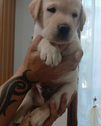 Labrador