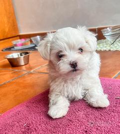 Cucciola di Maltese