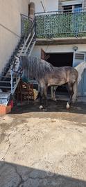 Cavallo p.r.e