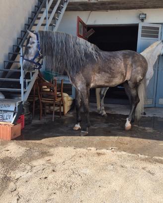 Cavallo p.r.e