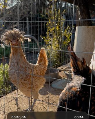 Galline padovane