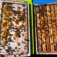 Nuclei d'api razza Carnica