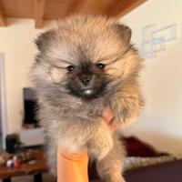 Cucciolo volpino spitz pomerania toy