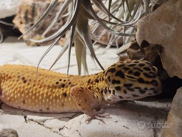 Geco Leopardino