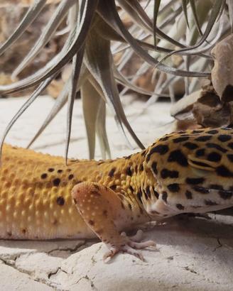 Geco Leopardino