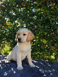 Labrador pedigree