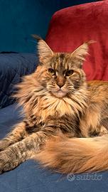 Gatto Maine Coon Black Tortie Femmina