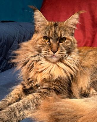 Gatto Maine Coon Black Tortie Femmina