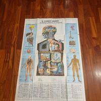 Poster  corpo umano 1966