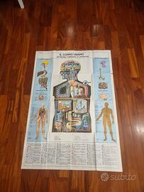 Poster  corpo umano 1966