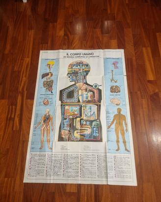 Poster  corpo umano 1966
