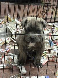 Mastino- cane corso cucciolo