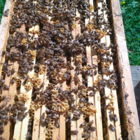 Apicoltura Nuclei 2026