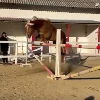 Stallone haflinger 4yo
