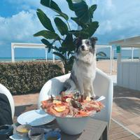 Border collie blue merle per accoppiamento