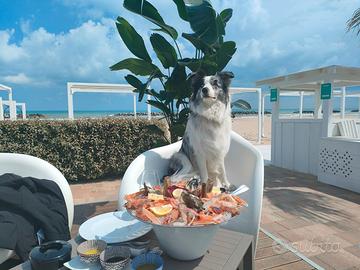 Border Collie maschio con pedigree ENCI