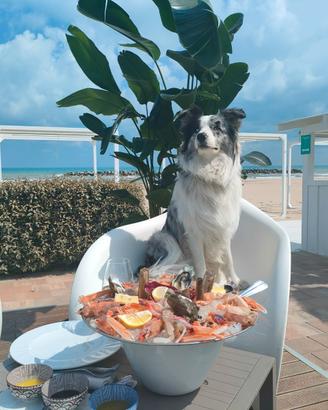 Border Collie maschio con pedigree ENCI