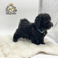 Stupendo maschietto Barboncini Black