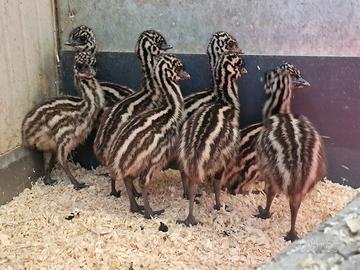 Emu' baby
