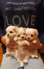 Cucciolo Maltese Toy