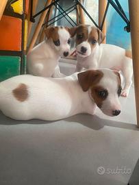 Cuccioli di Jack Russell Terrier