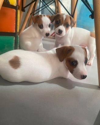 Cuccioli di Jack Russell Terrier