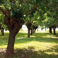 Gelsi piante di Gelso