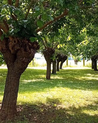 Gelsi piante di Gelso