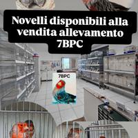 Uccelli