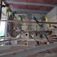 Pappagalli parrocchetti