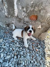 Jack Russell