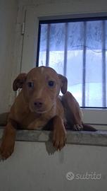 Davvero questi occhietti non meritano una famiglia