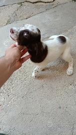 setter inglese 