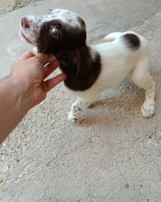 setter inglese 