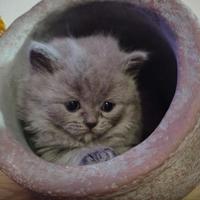 Scottish British/fold