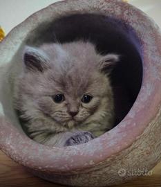 Scottish British/fold