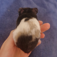 Il criceto orso roma