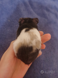 Il criceto orso roma