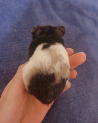 Il criceto orso roma