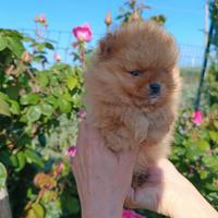 Cuccioli Spitz di Pomerania