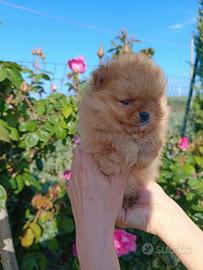 Cuccioli Spitz di Pomerania