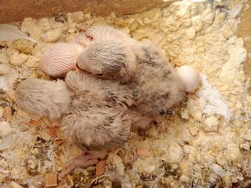 Pappagalli da imbecco