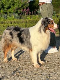 Pastore australiano Australian shepherd per monte
