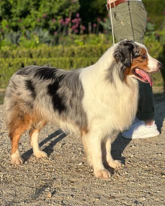 Pastore australiano Australian shepherd per monte
