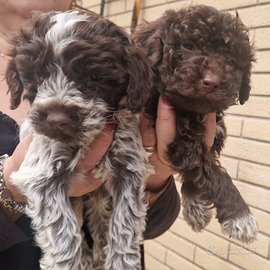 Cane CUCCIOLO LAGOTTO ROMAGNOLO. Maschio