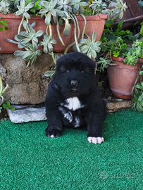 Cuccioli cane pastore del Caucaso pedigree ENCI