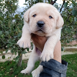 Labrador cuccioli con pedigree ENCI