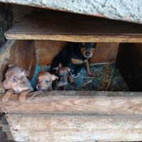 Cuccioli di pinscher