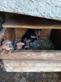 Cuccioli di pinscher