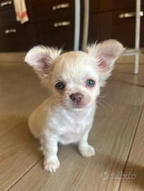 Chihuahua
